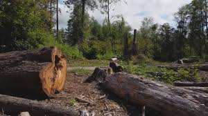 Reliable Uniondale, NY Tree Care Solutions
