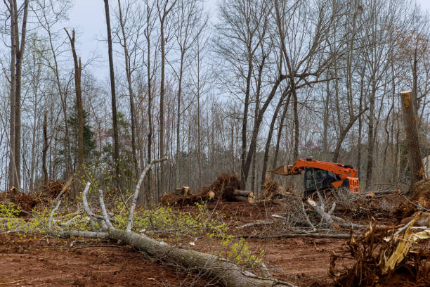 How Our Tree Care Process Works  in  Uniondale, NY