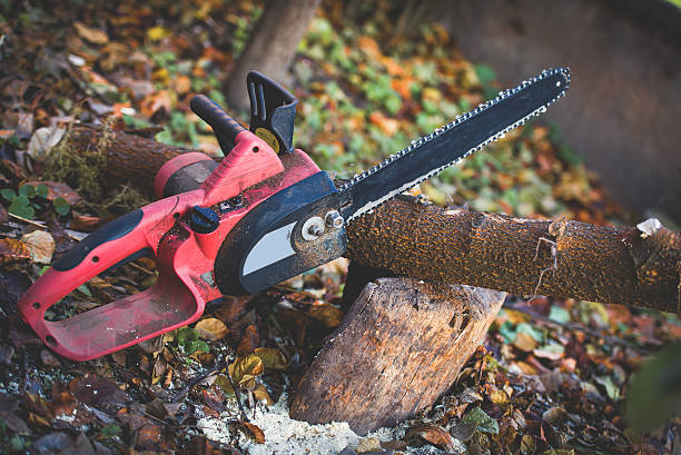 Best Fruit Tree Pruning  in Uniondale, NY